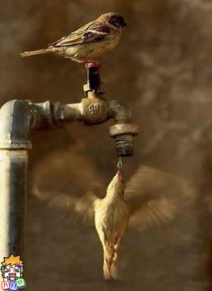 谁说鸟儿没有智慧可爱趣图gif搞笑图片