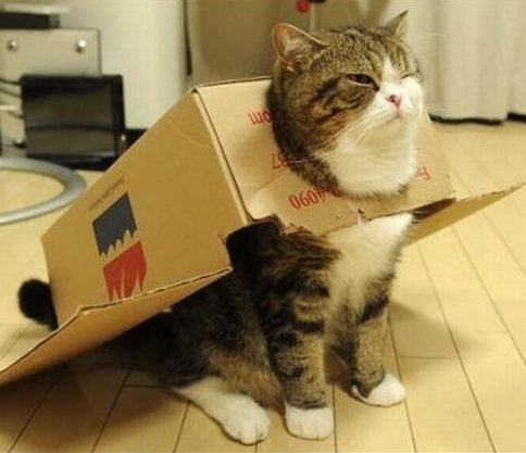 暴帅暴酷的猫咪可爱趣图gif搞笑图片