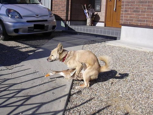 小鸭子被狗狗强按身下可爱趣图gif搞笑图片