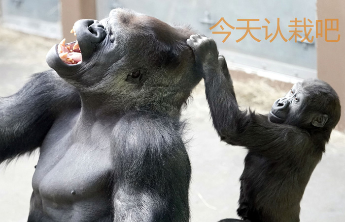 老家伙，今天栽到我手里了吧可爱趣图gif搞笑图片