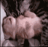 猫猫母子情深可爱趣图gif搞笑图片