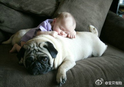 爬在狗背上睡觉真香可爱趣图gif搞笑图片