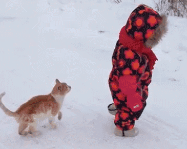 小猫跳起来轻松扑倒小朋友可爱趣图gif搞笑图片