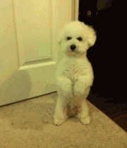 练习直立倒地的小狗可爱趣图gif搞笑图片