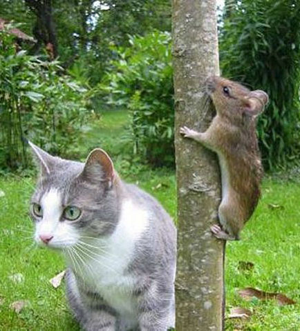 允许你先爬五分钟，然后我再收拾你可爱趣图gif搞笑图片