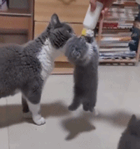 为了喝点奶，小猫咪吊着奶瓶不放开可爱趣图gif搞笑图片