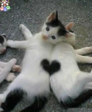 个性情侣猫咪，恩爱温馨可爱趣图gif搞笑图片