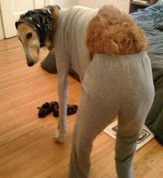 天气变冷了，狗狗穿上主人的秋衣真暖和可爱趣图gif搞笑图片