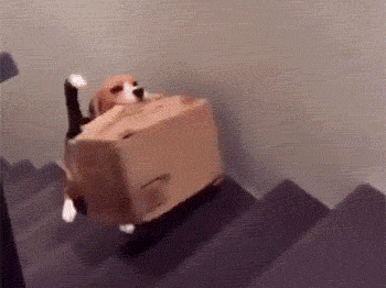 狗狗内心崩溃了，半天白忙活了可爱趣图gif搞笑图片