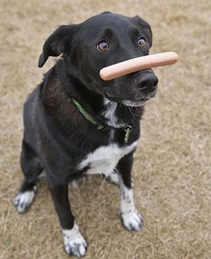 把火腿肠放在狗鼻子上可爱趣图gif搞笑图片