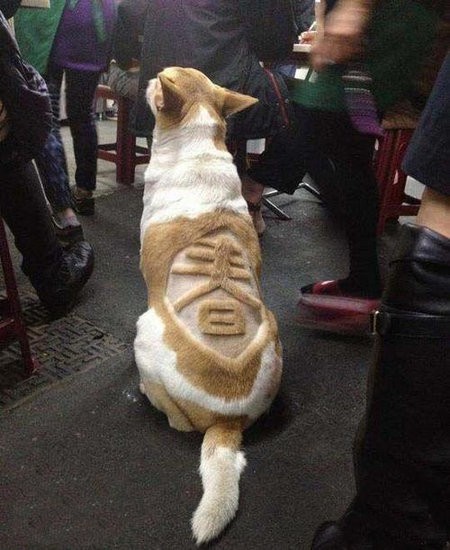 在狗背上剪出一个“春”字可爱趣图gif搞笑图片