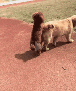 发情期的泰迪小狗可爱趣图gif搞笑图片