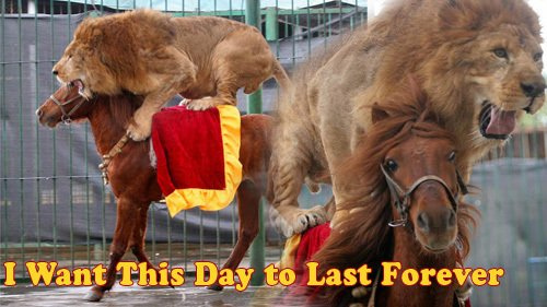 骑在马背上的狮子可爱趣图gif搞笑图片