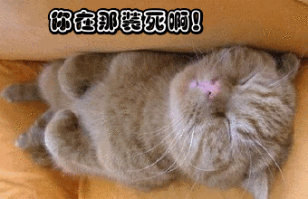 四脚朝天躺着装死的小猫可爱趣图gif搞笑图片