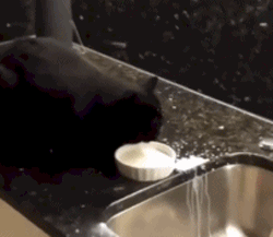 喝奶舔一半浪费一半的黑猫咪可爱趣图gif搞笑图片