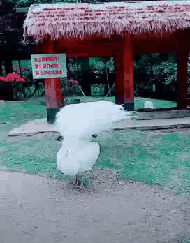 难得一见的孔雀开屏，真是美妙可爱趣图gif搞笑图片