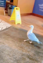 看这么熟练的步伐，应该不是第一次偷东西吧可爱趣图gif搞笑图片