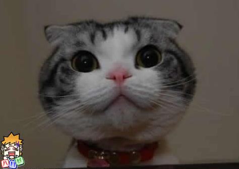 给猫猫来一张帅的证件照可爱趣图gif搞笑图片