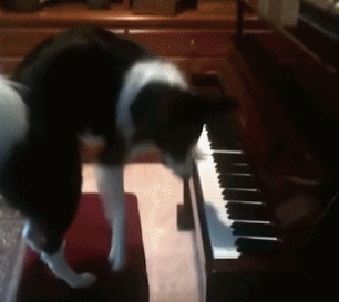 平常看主人玩得真好，今天我也来试试可爱趣图gif搞笑图片