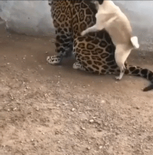 只要感情深，狗狗跟老虎怎么玩都不生气可爱趣图gif搞笑图片