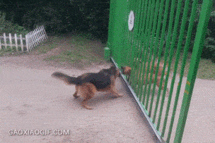 一群狗狗只会嚎叫，真有机会却不敢决斗可爱趣图gif搞笑图片