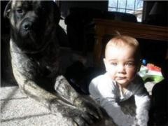 跟黑狗狗一起爬着围观可爱趣图gif搞笑图片