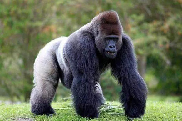 十分强壮的大猩猩可爱趣图gif搞笑图片