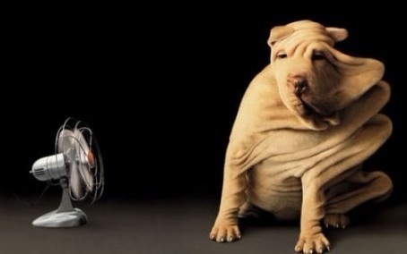 风力太强，把狗皮吹到一边去了可爱趣图gif搞笑图片