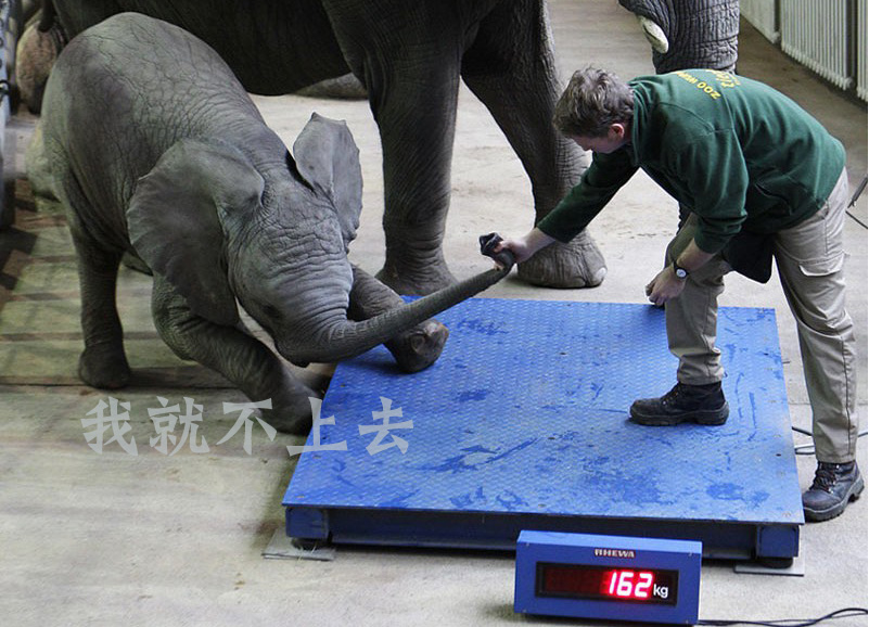 别想给我称重，我今天偏不上去可爱趣图gif搞笑图片