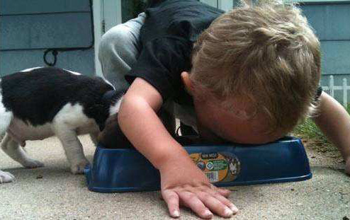 家有熊孩子，跟狗狗一起抢东西吃可爱趣图gif搞笑图片