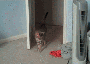 红色衣物把猫咪吓得蹦跳起来可爱趣图gif搞笑图片