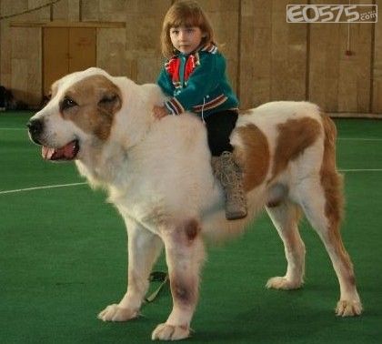 骑狗狗的萝莉妹妹可爱趣图gif搞笑图片