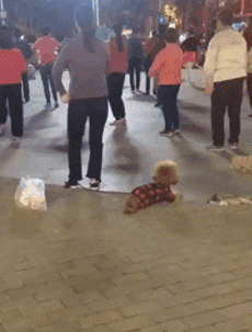 聪明的大妈溜狗跳舞两不误可爱趣图gif搞笑图片