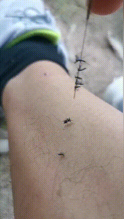 正常人干不出来这事搞笑动图爆笑gif搞笑图片