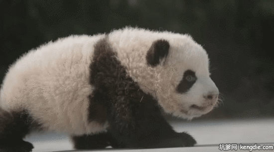 大熊猫宝宝在地上爬行gif动态图片爆笑gif搞笑图片