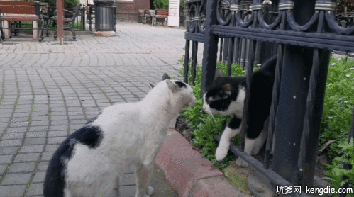 野猫公园咬架gif动态图片爆笑gif搞笑图片