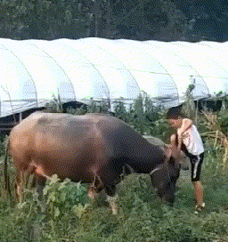 仍是那位骑牛的少年爆笑gif搞笑图片