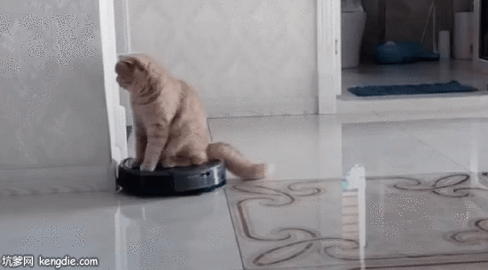 曼岛猫乖乖的坐到扫地机上gif动态图片爆笑gif搞笑图片