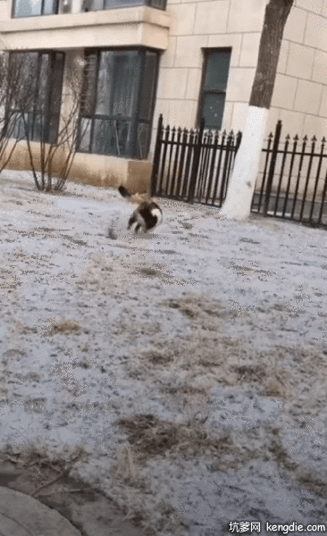 肥嘟嘟大花猫快速的爬树gif动态图片爆笑gif搞笑图片