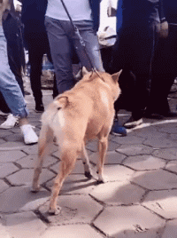 这狗一定很贵吧爆笑gif搞笑图片