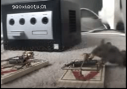 什么叫猪一样的队友爆笑gif搞笑图片