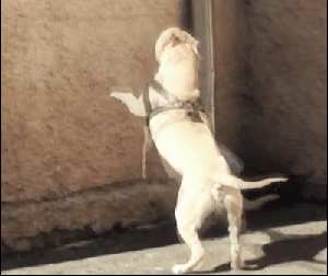 说我单身狗的人，一定想不到，我的肚子上还有一个备胎吧爆笑gif搞笑图片