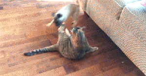 谈恋爱应该处处让着男朋友，让他做饭，让他洗碗，让他洗衣服，让爆笑gif搞笑图片