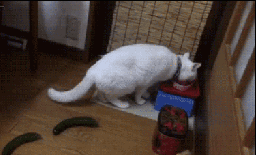 哎呀妈呀，这啥东西，那么大，黑乎乎的爆笑gif搞笑图片