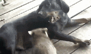 狗子，惹不起惹不起爆笑gif搞笑图片