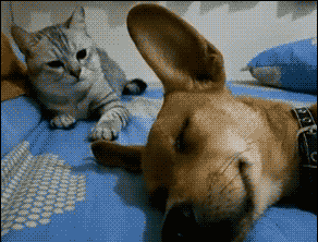 女王：御弟哥哥，嫁给俺吧!唐僧：抱歉哈，俺妈说过，宁当和尚，爆笑gif搞笑图片