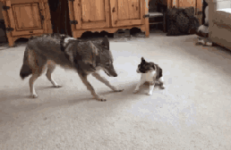 晚带4岁的小外甥出去串门玩，路过一户人家有狗在叫，我心血来潮爆笑gif搞笑图片