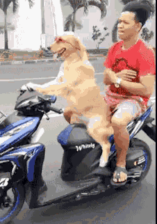 虽然我个子低，但我发际线高啊!爆笑gif搞笑图片