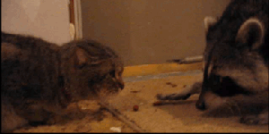 人生真是充满欢笑和泪水。部分人主要负责欢笑，另一部分人主要负爆笑gif搞笑图片