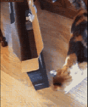 你并不是一无所有，还有贫穷与脂肪爆笑gif搞笑图片